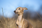 Italian Greyhound Portrait