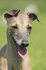 Italian Greyhound portrait