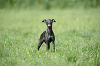 standing Italian Greyhound
