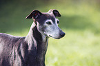 Italian Greyhound