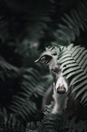 Italian Greyhound portrait