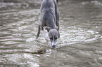 drinking Italian Greyhound