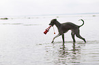 playing Italian Greyhound
