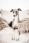 Italian Greyhound