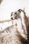 Italian Greyhound