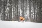 Italian Greyhound in winter