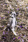 Italian Greyhound