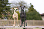 2 Italian Greyhounds