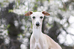 adult Italian Greyhound