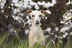 adult Italian Greyhound