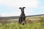 adult Italian Greyhound