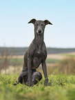 adult Italian Greyhound