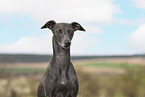 adult Italian Greyhound