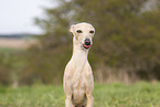 adult Italian Greyhound