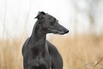 adult Italian Greyhound