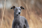 adult Italian Greyhound