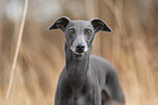 adult Italian Greyhound