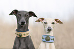 2 Italian Greyhounds