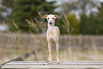 adult Italian Greyhound