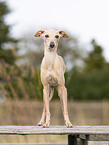 adult Italian Greyhound