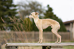 adult Italian Greyhound