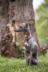 male Italian Greyhound