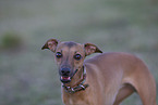 Italian Greyhound