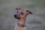 Italian Greyhound