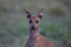 Italian Greyhound