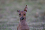 Italian Greyhound