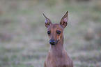 Italian Greyhound