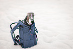 Italian Greyhound