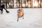 Italian Greyhound
