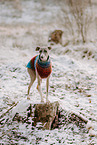 Italian Greyhound