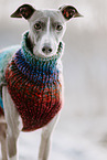Italian Greyhound