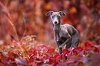 Italian Greyhound