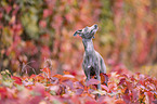 Italian Greyhound