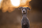 Italian Greyhound