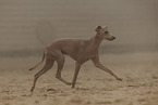 Italian Greyhound