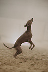 Italian Greyhound