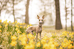 Italian greyhound