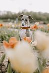 Italian greyhound