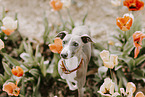Italian greyhound