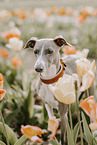 Italian greyhound
