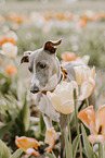 Italian greyhound