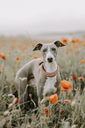 Italian greyhound