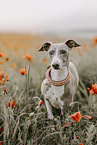 Italian greyhound