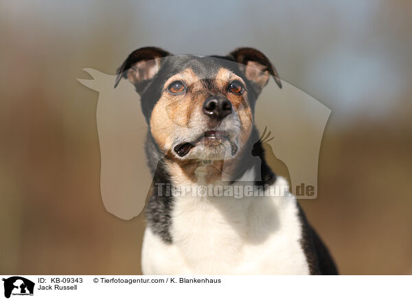 Jack Russell / Jack Russell / KB-09343