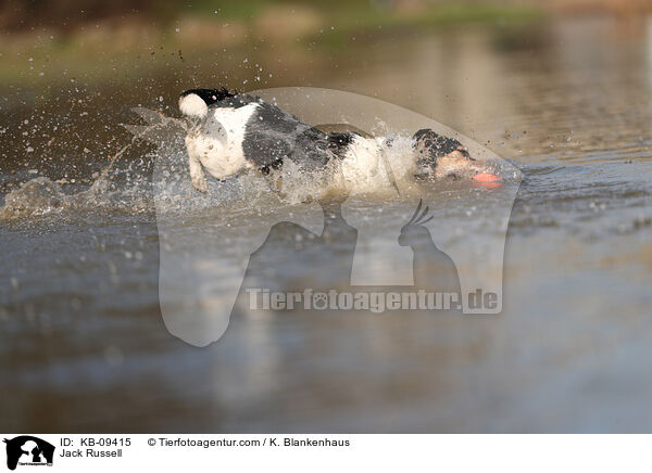 Jack Russell / Jack Russell / KB-09415