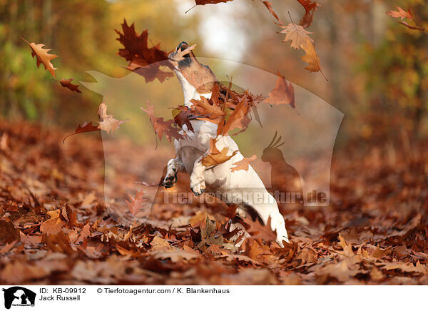 Jack Russell / Jack Russell / KB-09912